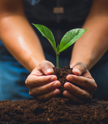 Tree Plantation